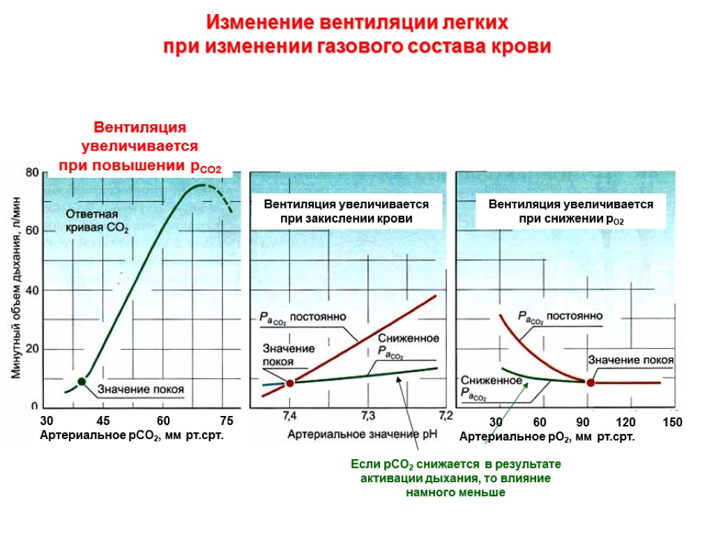 Изменение вентиляции легких при изменении газового состава крови Вентиляция увеличивается при повышении рСО2 45